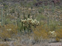 USA_Mexico2006-2007-034